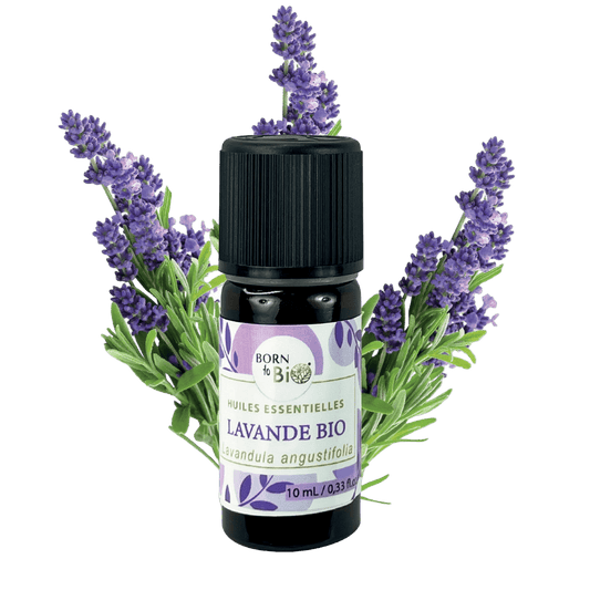 💕 Ätherisches Lavendelöl – Ruhe & Harmonie aus der Natur - Barbarella’s - Sinneszeit